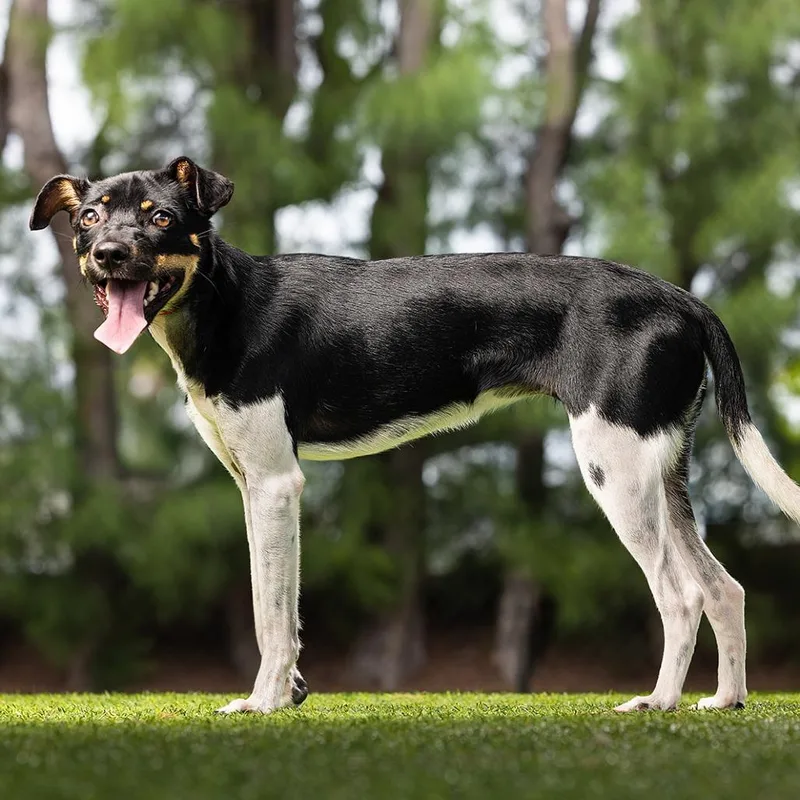 An adult small-sized female Black Mixed Breed dog named Phoebe for adoption in Jupiter, FL
