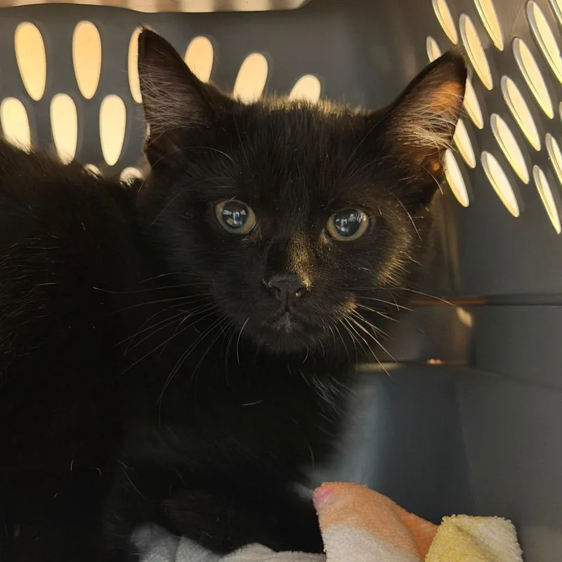 A baby small-sized female Black Domestic Short Hair cat named Tillie for adoption in DeKalb, IL