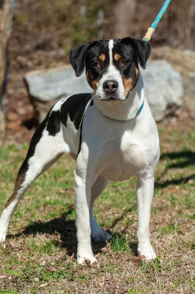 A young medium-sized female Pit Bull Terrier dog named Zoe for adoption in Johnson City, TN