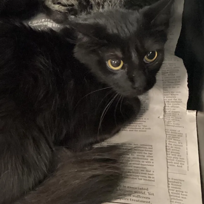 A young medium-sized female Domestic Short Hair cat named Jennie for adoption in Montgomery, AL