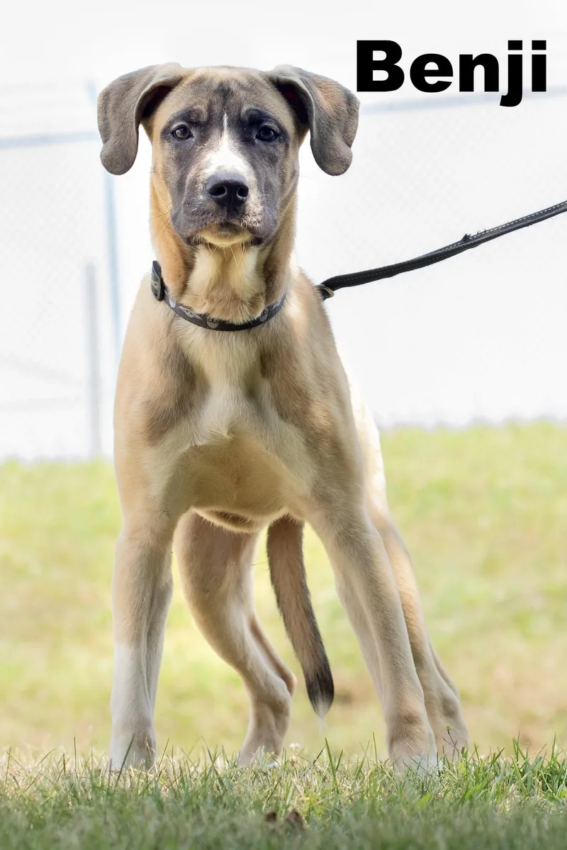 A baby medium-sized male Yellow / Tan / Blond / Fawn Mixed Breed dog named Benji for adoption in Macomb, IL
