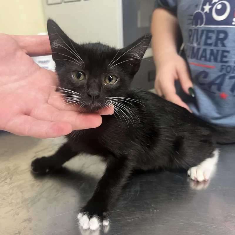A baby small-sized female Black Domestic Short Hair cat named Sailor Moonpie for adoption in Monroe, LA