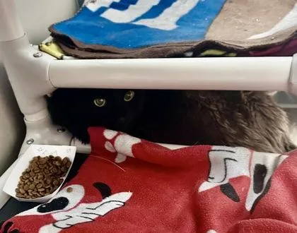 A senior small-sized male Domestic Long Hair cat named Spark for adoption in Bellevue, WA