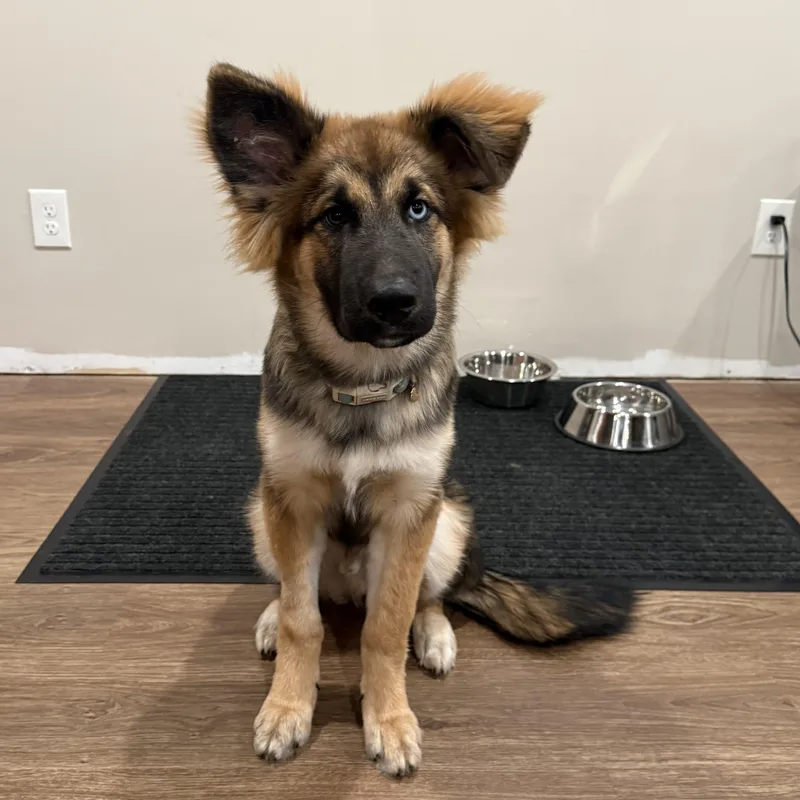 A baby large-sized male Black German Shepherd Dog named Cavill for adoption in New Rochelle, NY