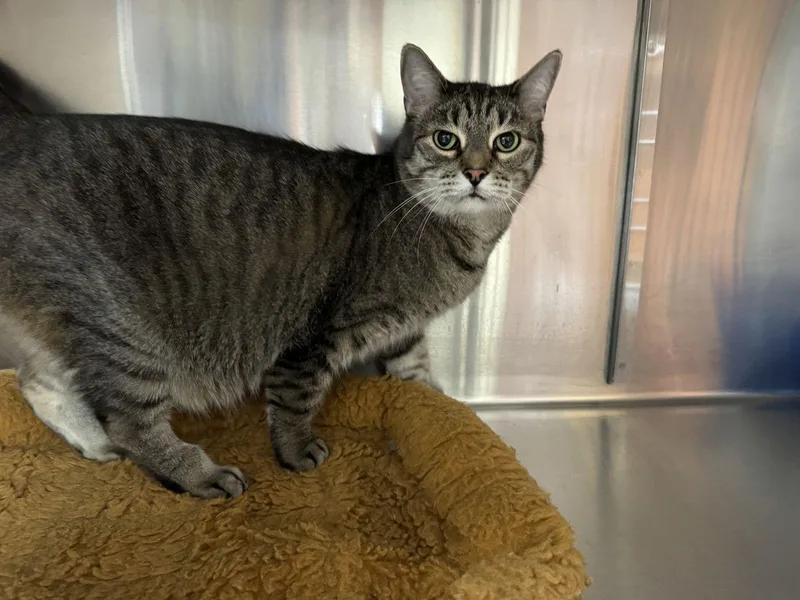An adult medium-sized male Tiger cat named Rocky for adoption in Austin, MN