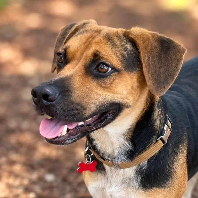 An adult medium-sized male Black Hound dog named Magoo for adoption in Boerne, TX
