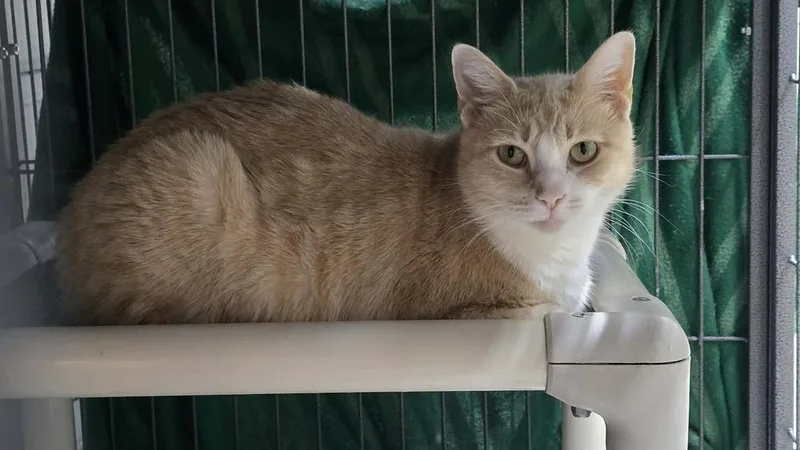 Princess Peach thumbnail 2