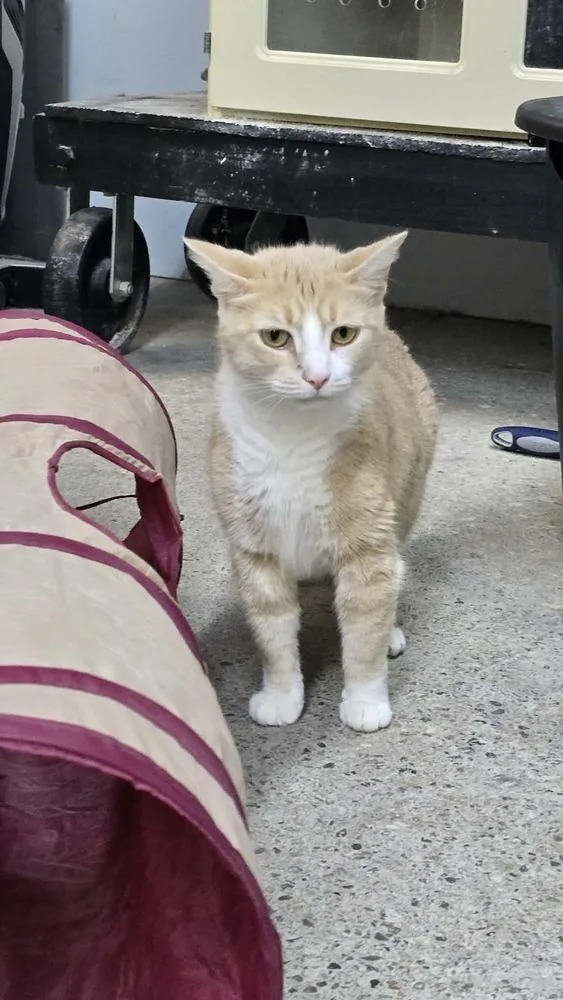 Princess Peach thumbnail 3