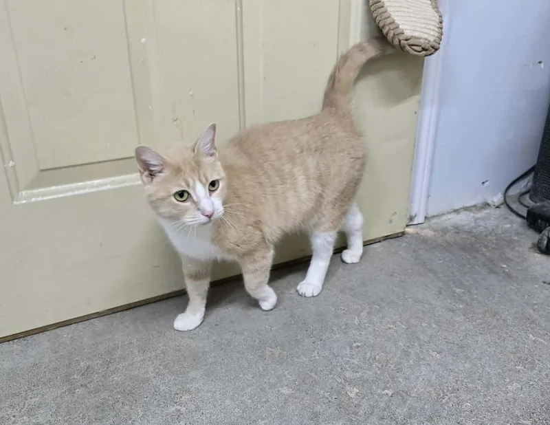 Princess Peach thumbnail 4