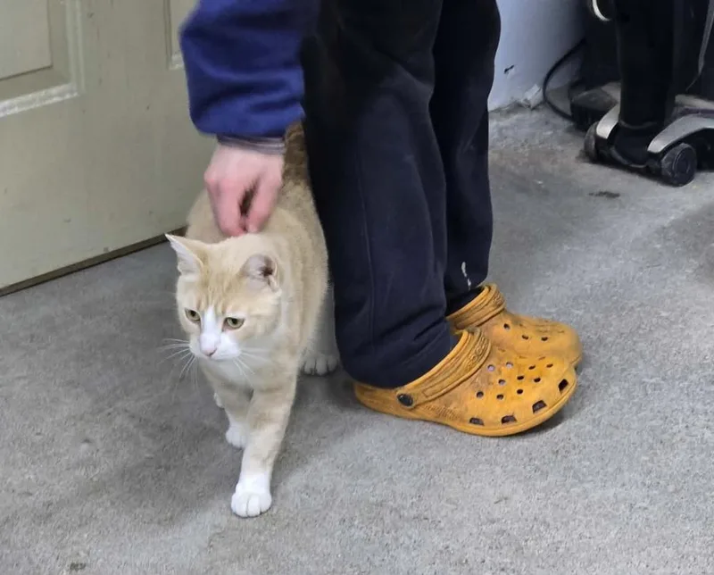 Princess Peach thumbnail 5