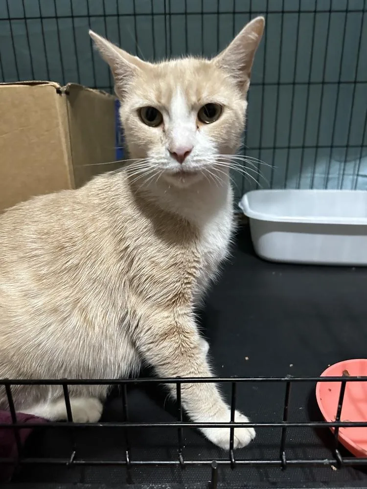 Princess Peach thumbnail 6