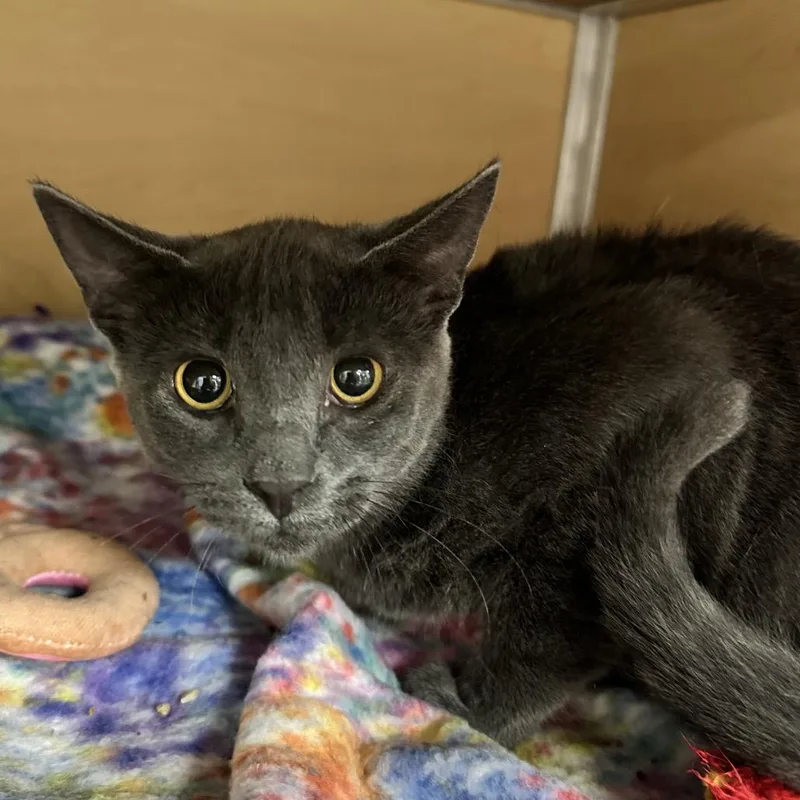 A young medium-sized male Domestic Short Hair cat named Reacher for adoption in Brookfield, WI