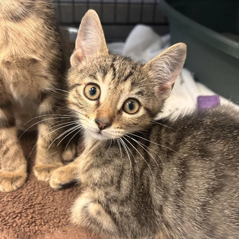 A baby small-sized male Brown / Chocolate Domestic Short Hair cat named Gloldie for adoption in South Elgin, IL