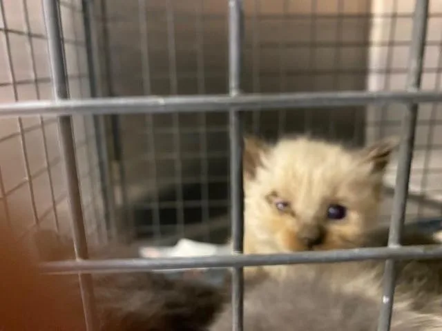 A baby small-sized male Siamese cat named Unknown for adoption in Rancho Cucamonga, CA