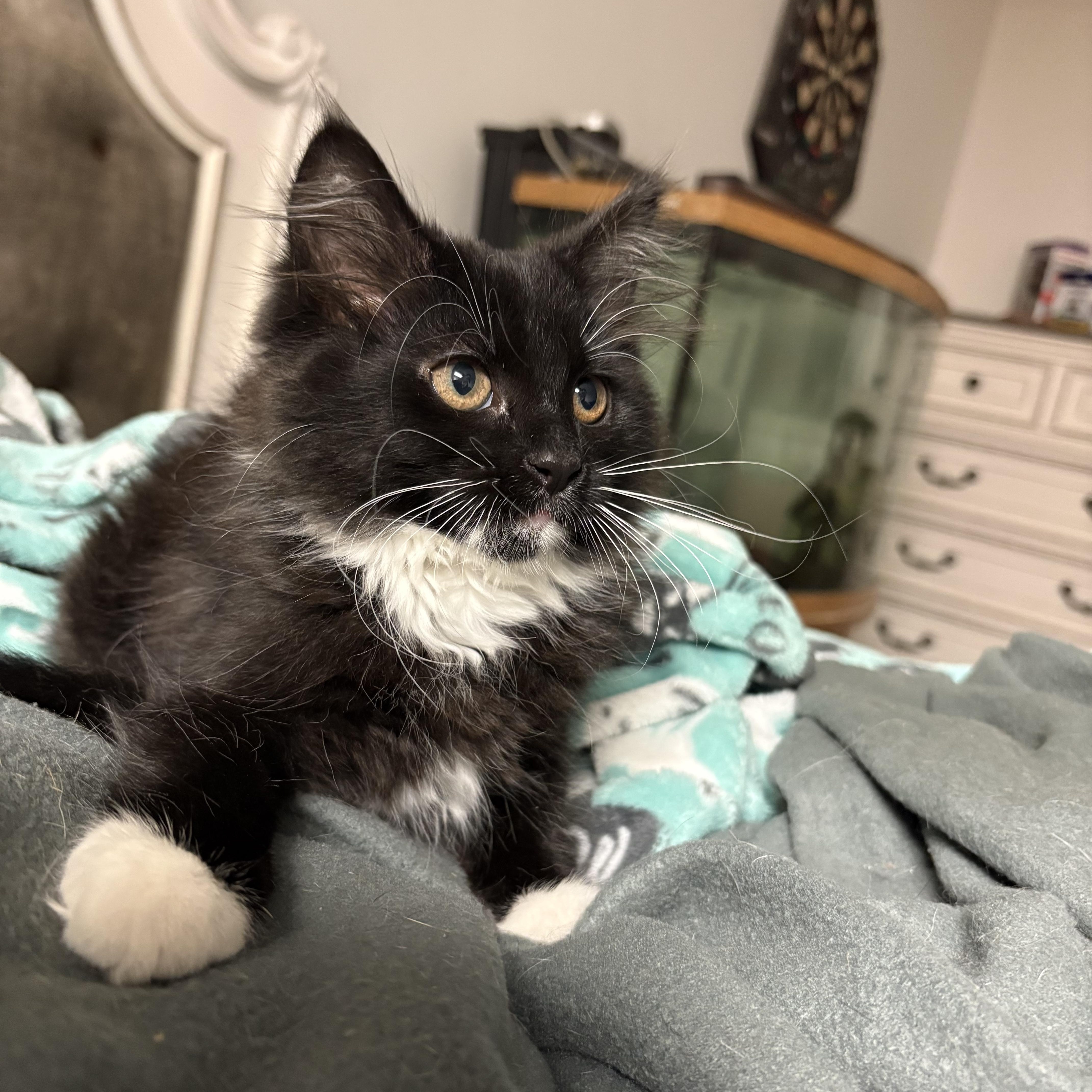 A baby small-sized female Black & White / Tuxedo Domestic Long Hair cat named Cheyenne & Clover for adoption in Highland, IN