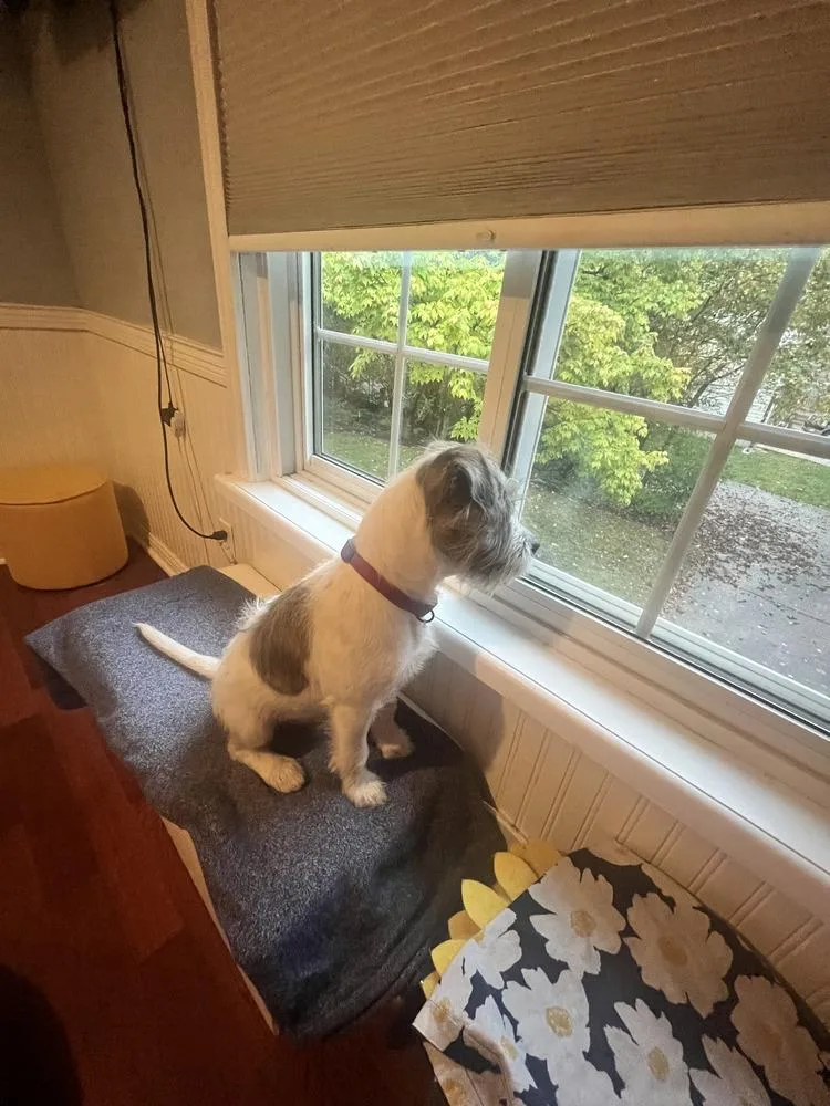 A baby small-sized male Terrier dog named Pickles for adoption in Loveland, OH
