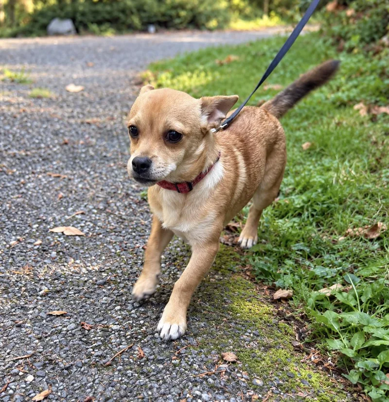A young small-sized male Dachshund dog named Bobby for adoption in Puyallup, WA