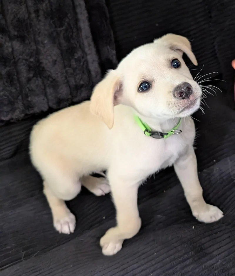 Marshmallow  Puppy