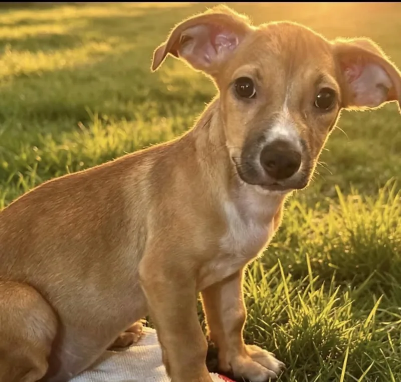 A baby small-sized female Tricolor (Brown, Black, & White) Puggle dog named Eliza for adoption in Oceanside, CA