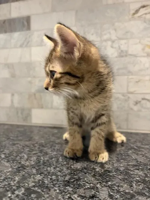 A baby small-sized male Tabby (Brown / Chocolate) Tabby cat named Sonic for adoption in Pearland, TX