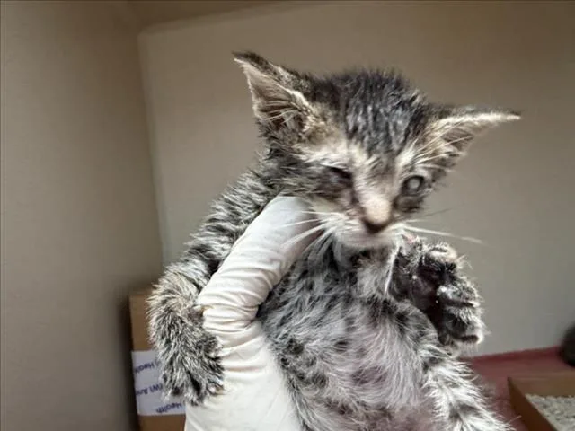 A baby small-sized female Domestic Short Hair cat named Cora for adoption in Santa Fe, NM