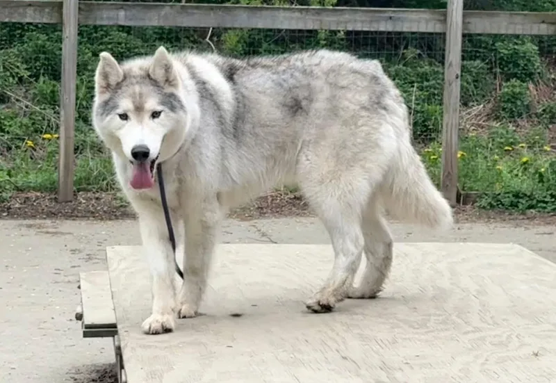 Kodiak