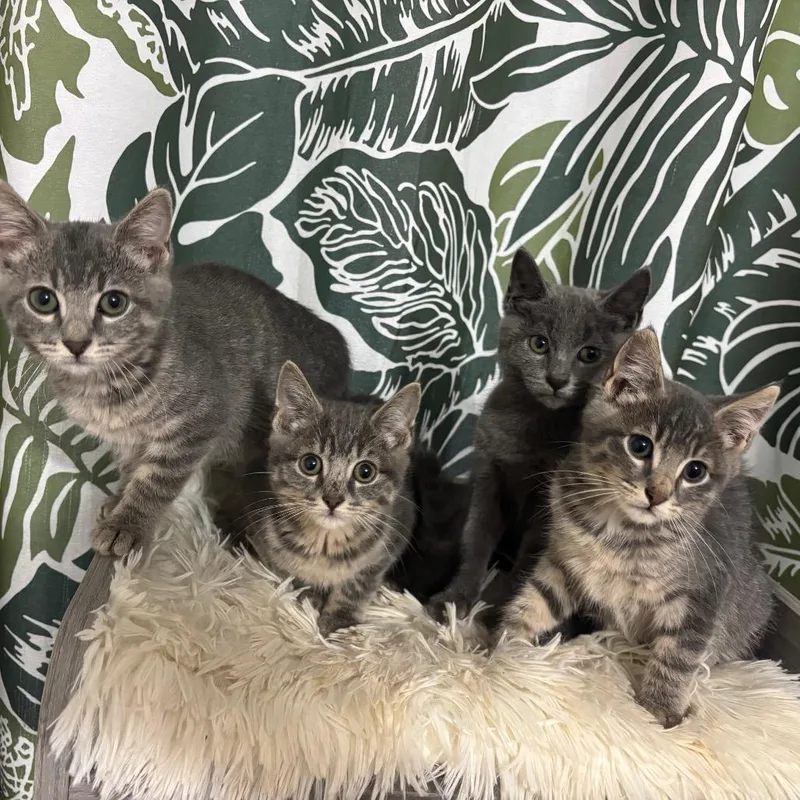 A baby small-sized male Gray / Blue / Silver Domestic Short Hair cat named Apple Jack for adoption in Buffalo, MN