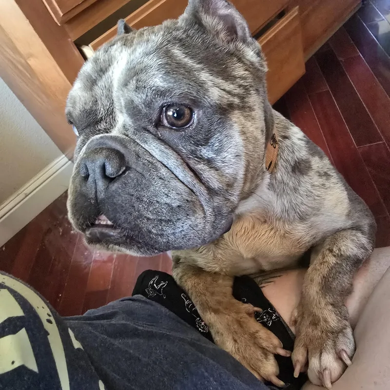 An adult medium-sized female Merle (Blue) English Bulldog dog named Cali for adoption in Brentwood, CA