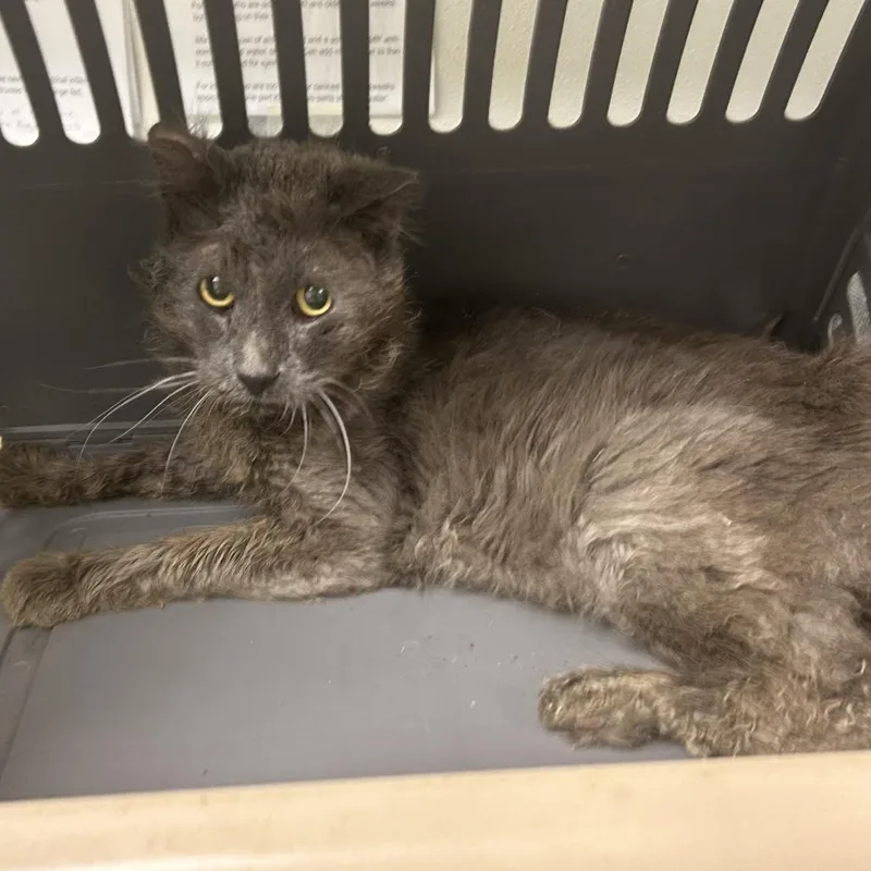 A senior medium-sized male Gray / Blue / Silver Domestic Short Hair cat named 71494 for adoption in Harrisonburg, VA