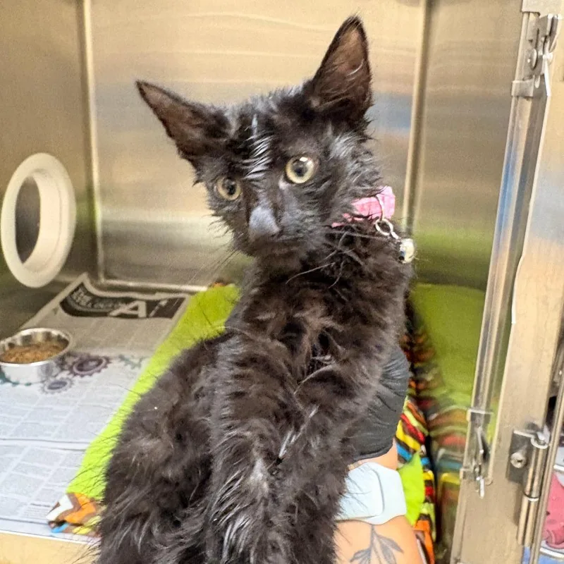 A baby small-sized male Domestic Short Hair cat named Jets for adoption in Winston-Salem, NC