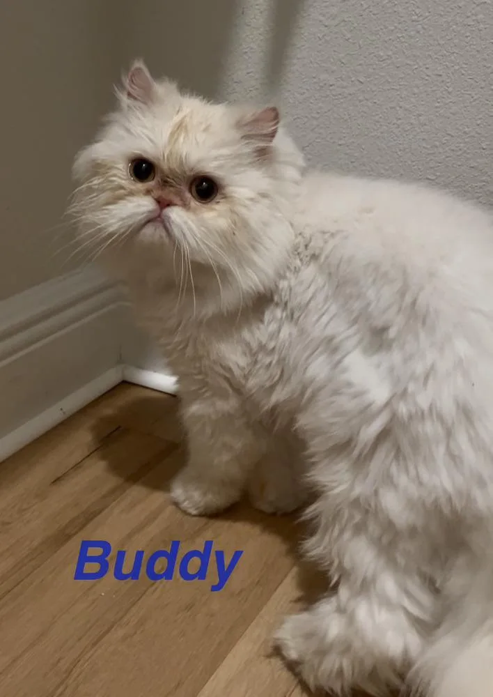 Buddy