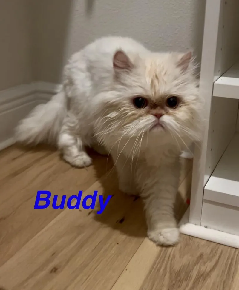 Buddy thumbnail 4