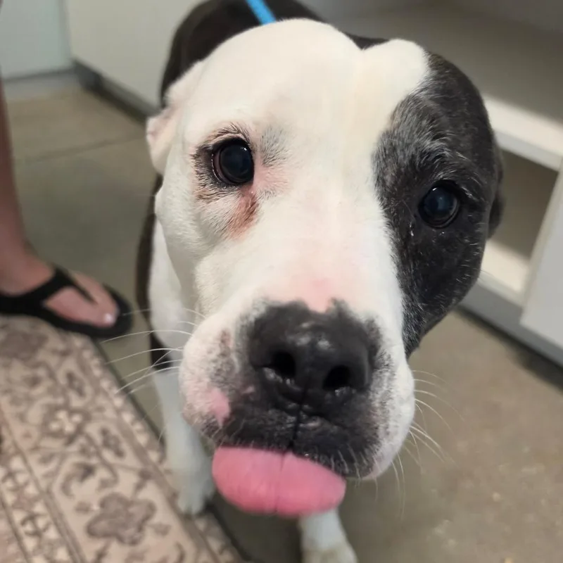 An adult large-sized female White / Cream Mixed Breed dog named Koa for adoption in Leander, TX