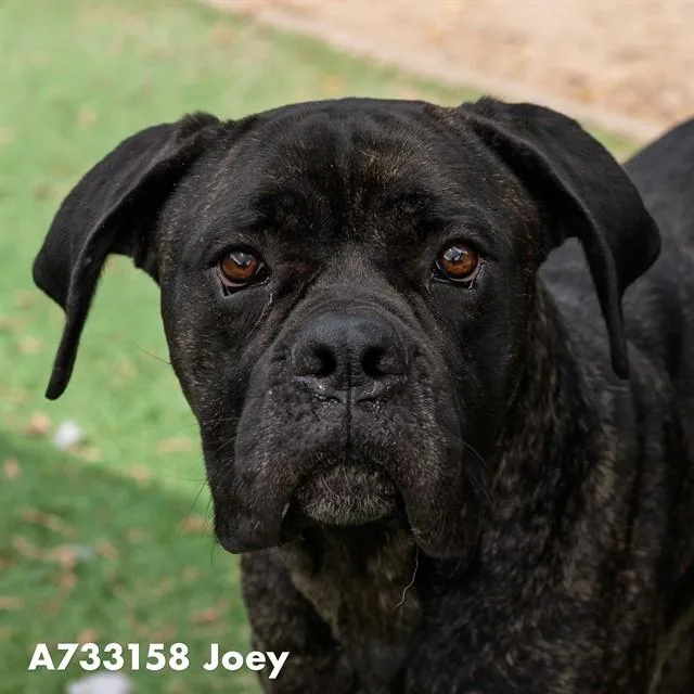 An adult large-sized male Cane Corso dog named Joey for adoption in Sacramento, CA