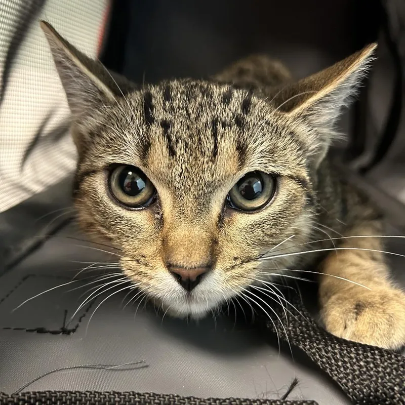 A baby medium-sized male Brown / Chocolate Domestic Short Hair cat named Stetson for adoption in Leander, TX