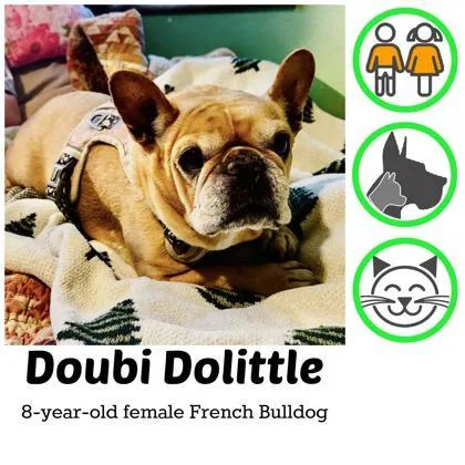 An adult small-sized female Yellow / Tan / Blond / Fawn French Bulldog dog named Doubi Dolittle for adoption in Bonney Lake, WA