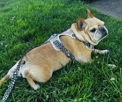 Doubi Dolittle thumbnail 2