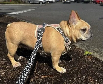 Doubi Dolittle thumbnail 3