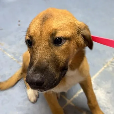 A baby medium-sized female Brown / Chocolate Mixed Breed dog named Lilo for adoption in Gadsden, AL