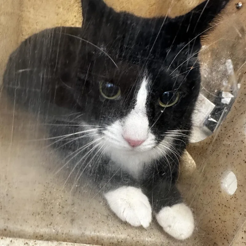 A young medium-sized female Black Domestic Short Hair cat named Tiny for adoption in Philadelphia, PA