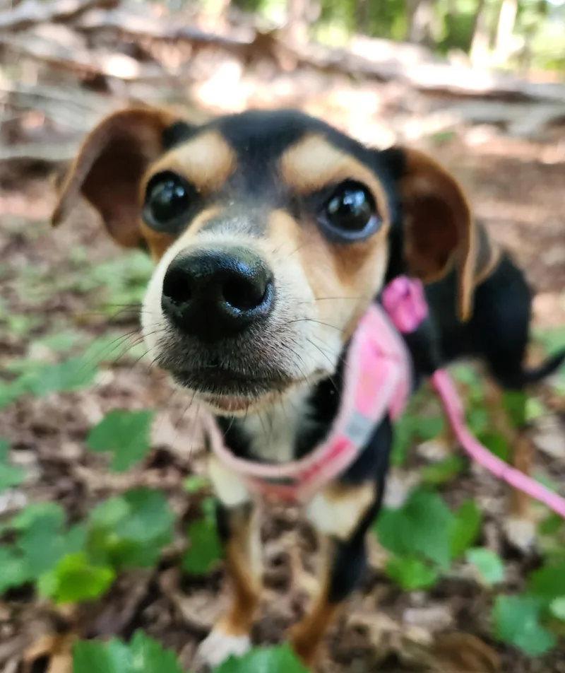 A baby small-sized female Beagle dog named Zoey for adoption in Pelzer, SC