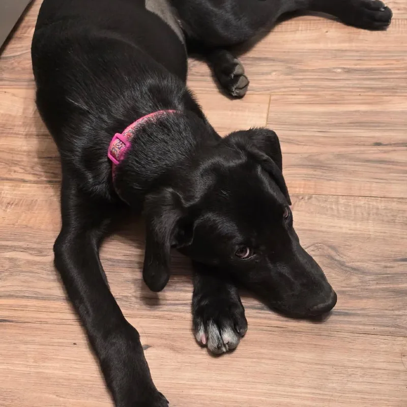 A baby medium-sized female Black Labrador Retriever dog named Dolly for adoption in Idaho Falls, ID