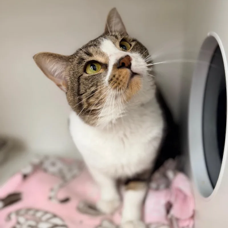 A young medium-sized male Brown / Chocolate Domestic Short Hair cat named Mimi for adoption in Champaign, IL