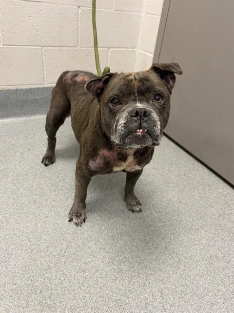 An adult small-sized female French Bulldog dog named Rajah for adoption in Indianapolis, IN
