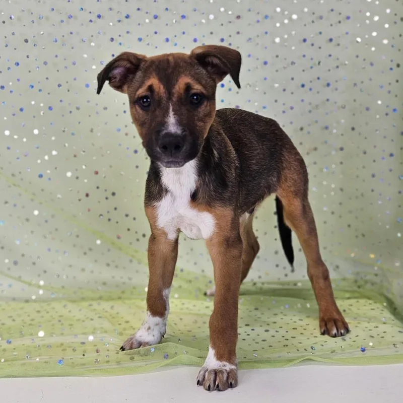 A baby medium-sized male Shepherd dog named Bruschetta for adoption in Belleville, IL