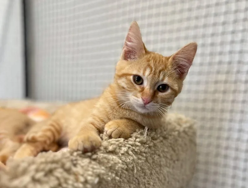 A baby small-sized male Domestic Short Hair cat named Cheese for adoption in Napa, CA