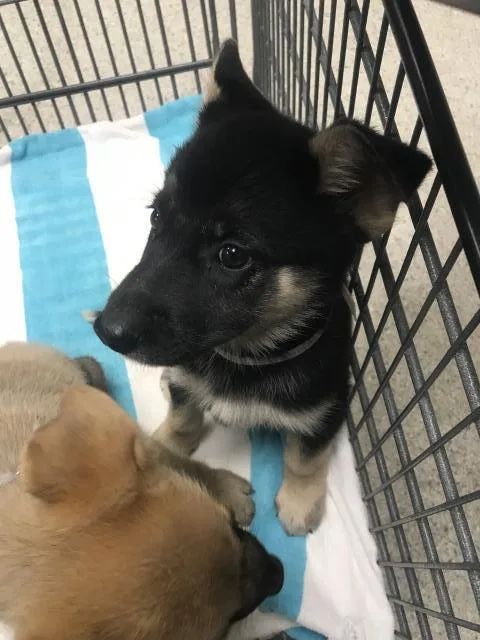 A baby small-sized female German Shepherd Dog dog named A for adoption in Conroe, TX