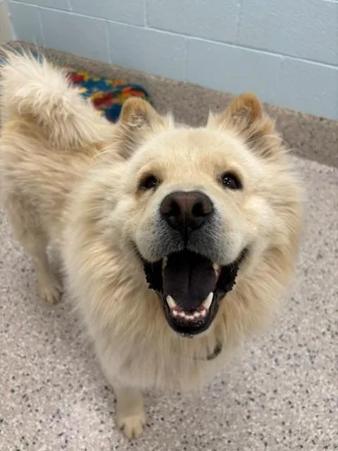 An adult medium-sized male Chow Chow dog named Bao Bao for adoption in Brighton, CO