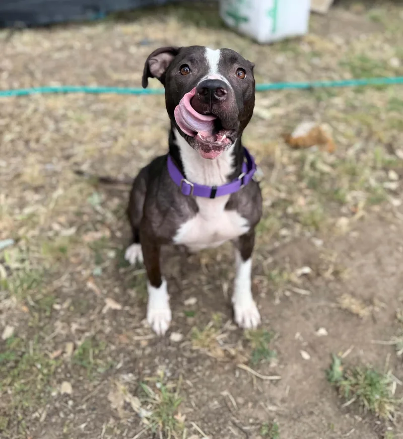 A senior medium-sized female Black Pit Bull Terrier dog named Bonnie for adoption in Rocklin , CA