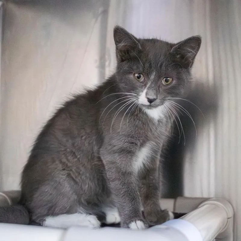 A baby medium-sized male Gray / Blue / Silver Domestic Short Hair cat named Blizzard for adoption in Wilmington, DE